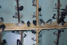 Thủ phủ hồ tiêu “hồi sinh” nhờ nuôi loài chim “nhả ra vàng”