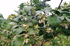 Người dân Hà Tĩnh với nỗi lo mất mùa bưởi Phúc Trạch