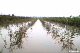 Làng hoa Mê Linh chìm trong biển nước sau những trận mưa lớn