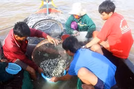 Cá linh – đặc sản trời cho miền Tây mùa nước nổi