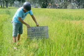 Đề xuất biện pháp ngăn chặn tình trạng "sốt đất" nông nghiệp
