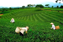 Phát triển du lịch nông thôn gắn với bảo tồn, phục dựng văn hóa, làng nghề