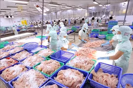 Thủy sản Cửu Long An Giang (ACL) doanh thu giảm 12,5%, người nhà Chủ tịch liên tục 'bán tháo' cổ phiếu