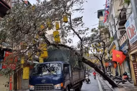 Hà Nội: Cây xanh bật gốc đè trúng xe tải trên phố
