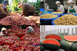 Hơn 1.600 mã nông sản, thực phẩm Việt Nam được xuất khẩu sang Trung Quốc