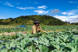 Gia Lai: Thăng trầm nghề trồng dưa hấu
