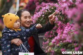 Hà Nội: Làng hoa Mê Linh tất bật chuẩn bị cho festival hoa đầu tiên