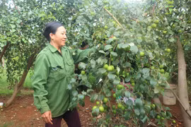 Người phụ nữ liều lĩnh chặt bỏ hàng nghìn cây tiêu, thành công trồng táo trên đất dốc