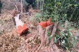 Thông tin mới về vụ lâm tặc mở “công trường” khai thác gỗ