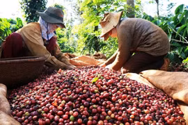 3 tháng đầu năm, xuất khẩu cà phê tăng trưởng mạnh