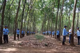 Đầu tư Cao su Đắk Lắk (DRI) lợi nhuận sau soát xét vẫn giảm, cổ phiếu đấu giá không ai mua