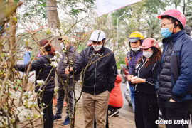 Hậu Tết Nguyên đán, người dân Thủ đô săn đón hoa lê với giá tiền triệu