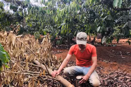 Vườn sầu riêng của anh nông dân nghèo liên tục bị chặt hạ, vì sao?
