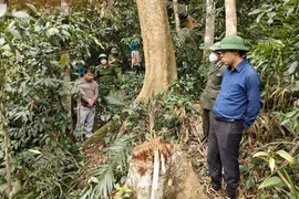 Xuất hiện nạn khai thác gỗ rừng trái phép ở Hà Tĩnh