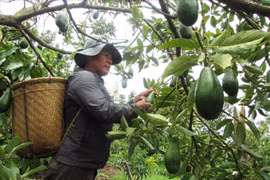 Xây dựng thương hiệu sản phẩm nông sản Tây Nguyên, tận dụng tối đa lợi thế 'sân nhà'