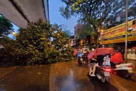 Cây lớn bật rễ, gãy đổ trên nhiều tuyến phố Hà Nội