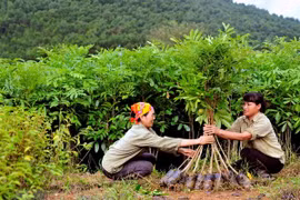 Kiện toàn Ban Chỉ đạo Trung ương thực hiện Chương trình phát triển lâm nghiệp bền vững