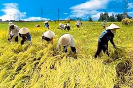 Tổ chức, kết nối người nông dân để xóa bỏ lời nguyền: Manh mún, nhỏ lẻ, tự phát!