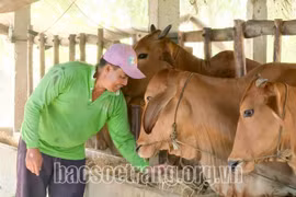 Người Khmer ở Sóc Trăng thoát nghèo nhờ chính sách dân tộc