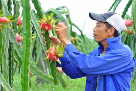 Đẩy mạnh cơ giới hóa trong sản xuất trái cây để nâng cao hiệu quả