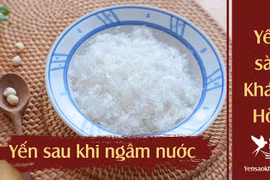 Yến sào Nha Trang LifeNest khuyến cáo 9 bí kíp chọn tổ yến “xịn”