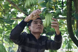 Làng trồng Phật thủ tất bật trong dịp cận Tết Nguyên đán 2023