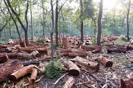 Những điều “kỳ lạ” trong dự án làm mất 2.000 ha rừng ở Đắk Nông