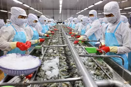 Xuất khẩu tôm có nhiều cơ hội tại thị trường Mỹ, EU