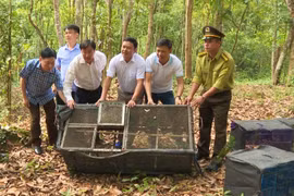 Thả gần 200 cá thể động vật hoang dã sau cứu hộ về môi trường tự nhiên
