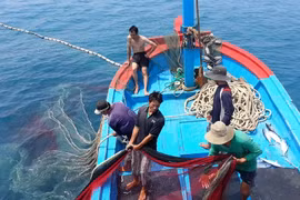 Nỗ lực gỡ “thẻ vàng” của EC: Xây dựng nghề cá có trách nhiệm, bền vững