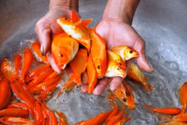 Cắt giảm phương tiện đi lại của ông Công, ông Táo: Cá chép sống “cháy hàng”