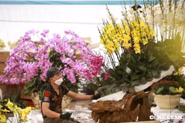 Hà Nội: Cắm hoa lan hồ điệp kiếm hơn 3 triệu mỗi ngày trong dịp Tết