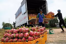 Nối lại xuất khẩu thanh long qua Lào Cai sau gần 5 tháng tạm dừng