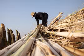 Ngành đường bất lực trước nghi vấn đường nhập lậu Thái Lan "quá cảnh" qua các nước ASEAN