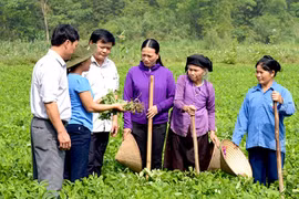 Hỗ trợ phát triển sản xuất nông nghiệp cho người lao động thuộc hộ nghèo
