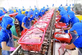 Xuất khẩu tôm, cá tra sang Nga gặp khó