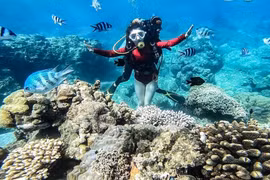 Du lịch lặn biển trong vịnh Nha Trang tạm dừng hoạt động