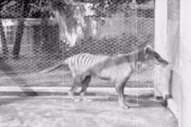 Các nhà khoa học sẽ hồi sinh loài động vật tuyệt chủng từ năm 1936
