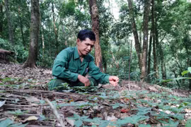 Kon Tum: Hỗ trợ người dân khắc phục thiệt hại và trồng mới sâm Ngọc Linh
