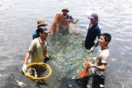 Thủy sản lập kỷ lục về xuất khẩu