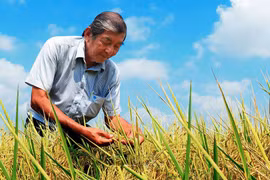 Nhà báo Nguyễn Thanh Dũng với phóng sự về người anh hùng lao động và hạt gạo ngon nhất thế giới