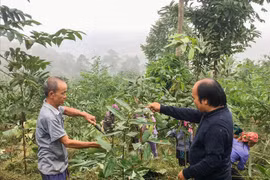 Lào Cai: Phát triển nông nghiệp theo hướng bền vững, đứng đầu về nông nghiệp hữu cơ