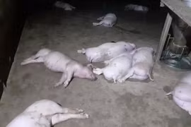 Hà Tĩnh: Sét đánh chết 12 con lợn
