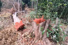 Khởi tố vụ phá trắng hơn 2,2 ha rừng phòng hộ tại Gia Lai