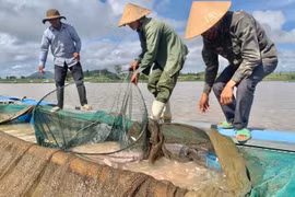 Gia Lai: Dân thu nhập “khủng” nhờ nuôi cá lồng trên lòng hồ thủy điện