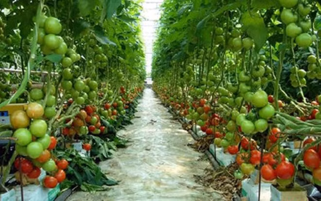 Ngành nông nghiệp phải đối mặt với nhiều khó khăn, thách thức song giá trị sản xuất toàn ngành nông lâm ngư nghiệp ước tăng 2,7-2,9% so với cùng kỳ năm 2018. (Ảnh TL)