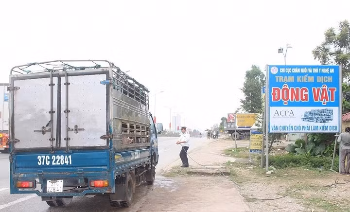Cán bộ kiểm dịch phun thuốc khử trùng các phương tiện vận chuyển lợn khi đi qua địa bàn Nghệ An. Ảnh: báo Nghệ An.