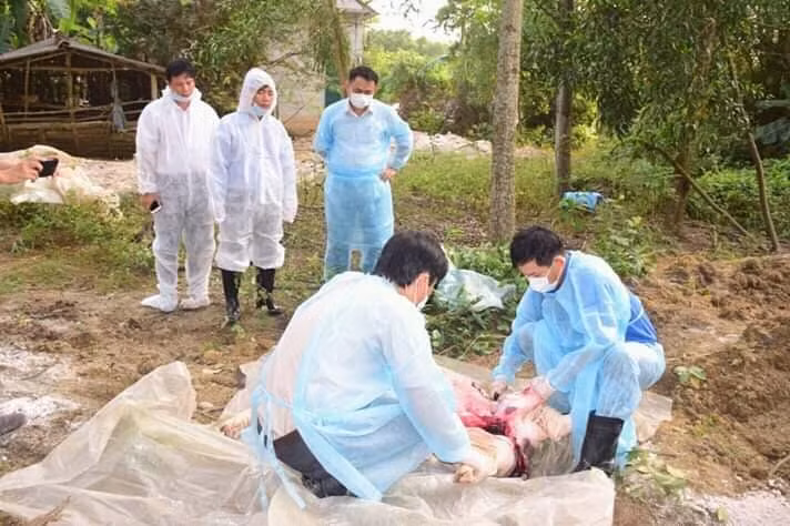 Kết quả xét nghiệm ban đầu, số lợn này đều dương tính với virus dịch tả lợn Châu Phi.