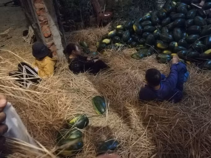 Phút nghỉ ngơi của các tình nguyện viên tham gia giải cứu dưa hấu