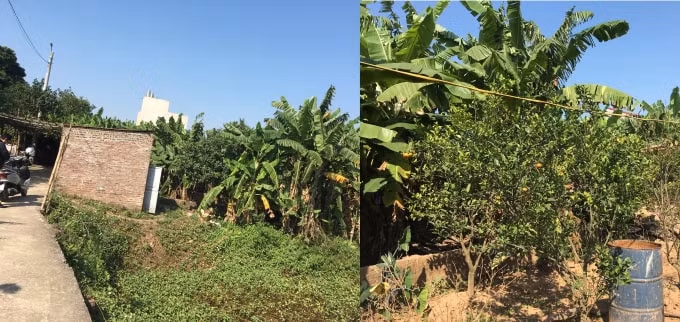 Một khu đất vườn trồng cây bị người dân thôn Văn Tinh tố cáo đã được cán bộ xã Xuân Canh lập khống hồ sơ để cấp sổ đỏ từ việc xác định khống đất vườn trồng cây thành đất thổ cư, đã có nhà cửa ăn ở ổn định lâu dài.